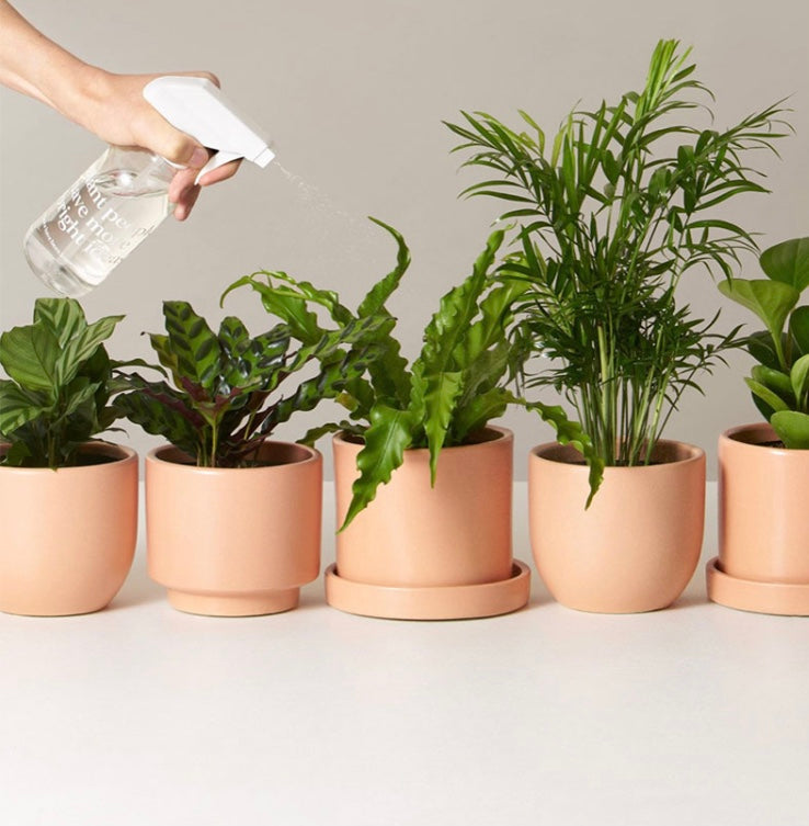 House plants